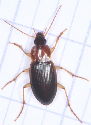 Calathus cinctus