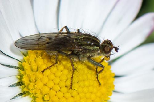 Scathophaga stercoraria