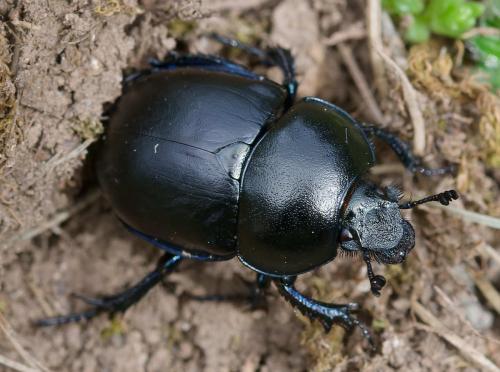 Trypocopris vernalis
