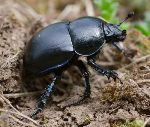 Trypocopris vernalis