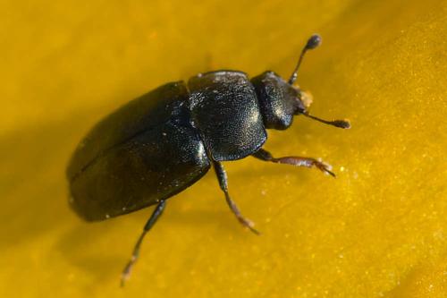 Meligethinae