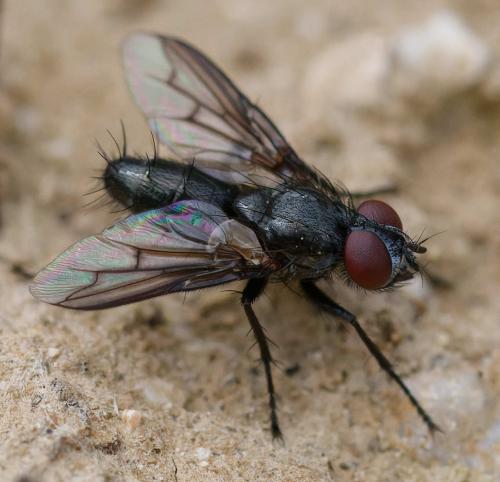 Nyctia halterata
