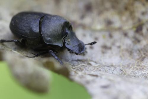 Onthophagus verticicornis