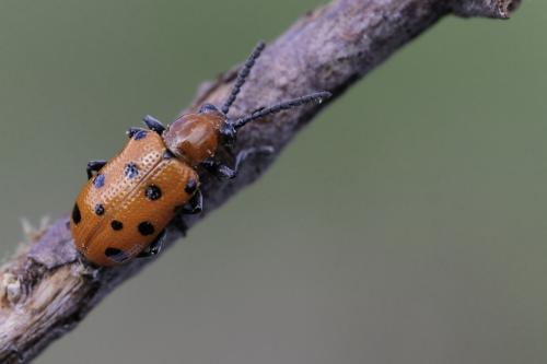 Crioceris duodecimpunctata