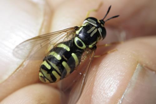 Chrysotoxum elegans