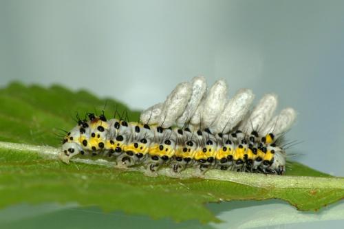 Diloba caeruleocephala