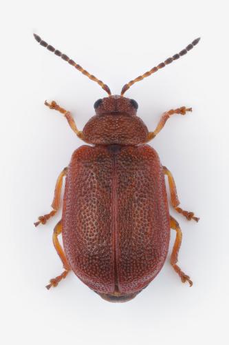 Réf. 358 743 : Lochmaea crataegi