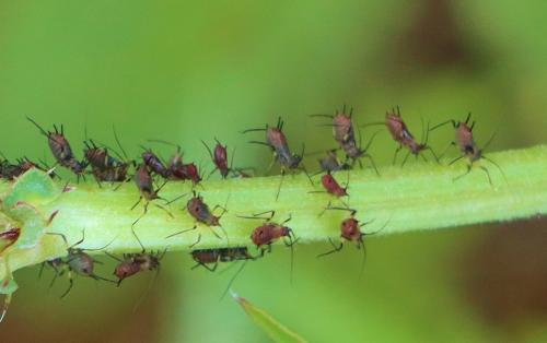 Macrosiphum rosae