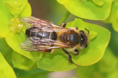 Andrena ferox