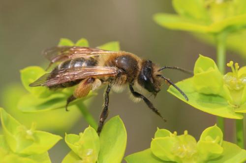 Andrena ferox