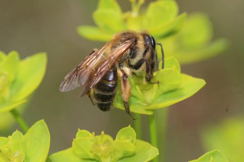 Andrena ferox