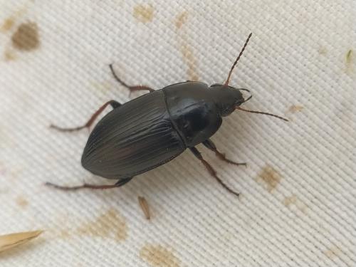 Amara sp.