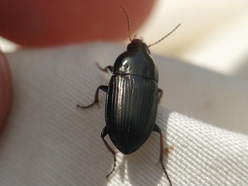 Amara sp.