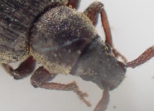 Réf. 358 042 : Cathormiocerus sp.