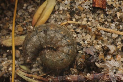 Hoplodrina ambigua