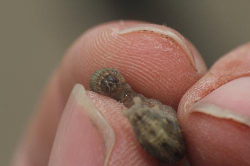 Hoplodrina ambigua