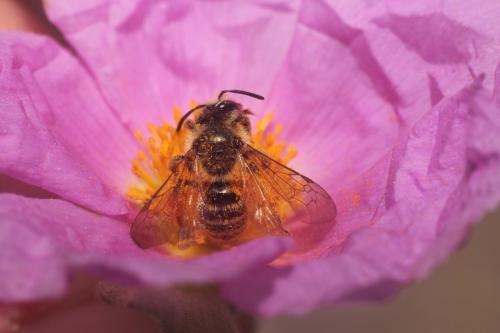 Andrena (granulosa-vulpecula)