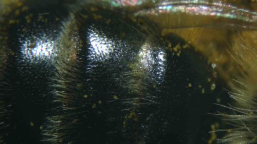Réf. 358 560 : Andrena (granulosa-vulpecula)