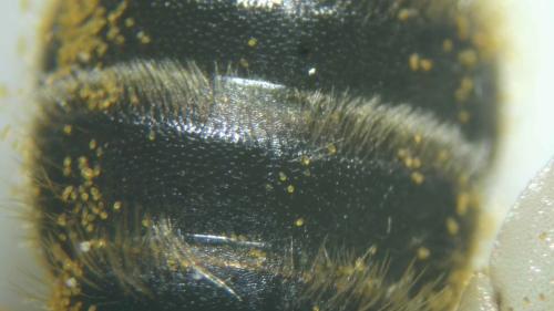 Réf. 358 562 : Andrena (granulosa-vulpecula)