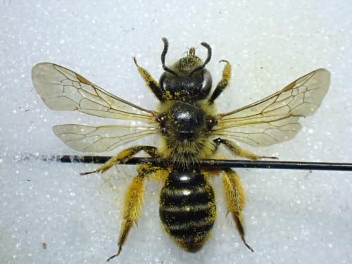 Réf. 358 563 : Andrena (granulosa-vulpecula)