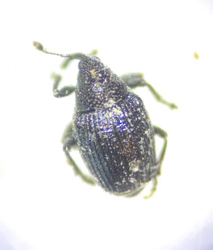 Ceutorhynchus sp.