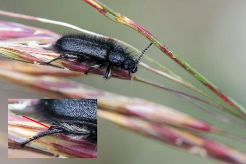 Réf. 358 429 : Enicopus sp.