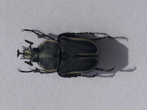 Ichnestoma rostrata