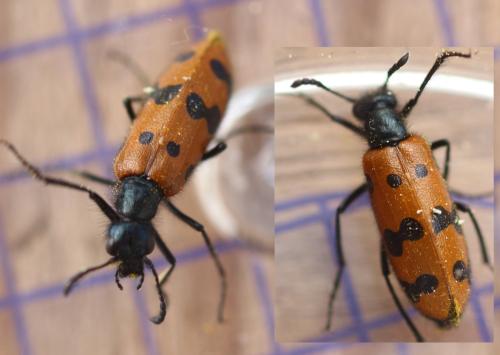 Mylabris connata