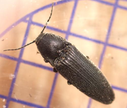 Melanotus sp.