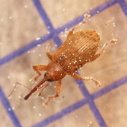 Dorytomus sp.