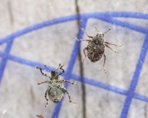 Neophytobius quadrinodosus