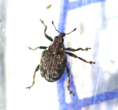 Pelenomus quadrituberculatus