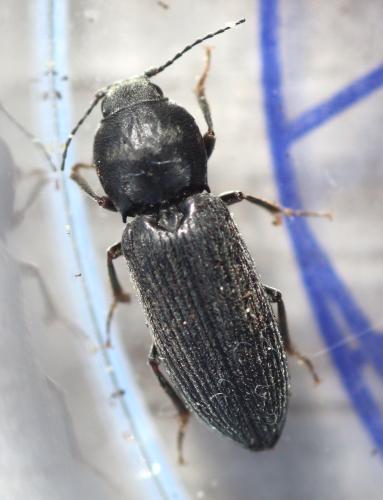 Dicronychus equiseti