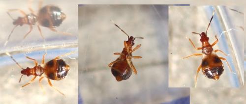 Réf. 358 594 : Loricula bipunctata