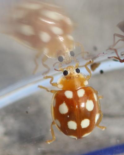 Vibidia duodecimguttata