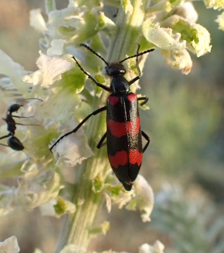 Réf. 358 247 : Mylabris frolovi