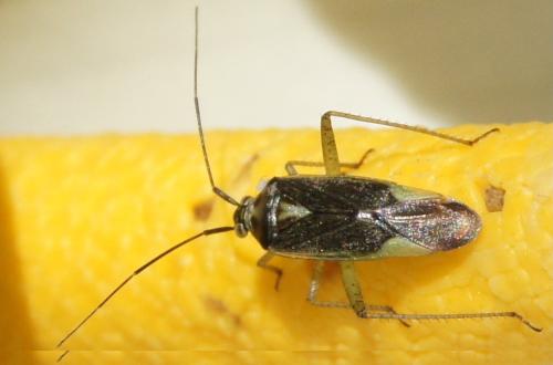 Closterotomus trivialis