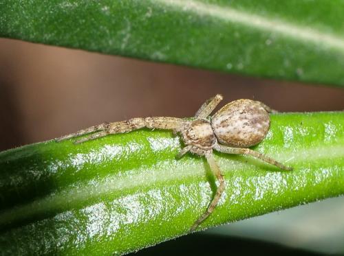 Philodromus dispar