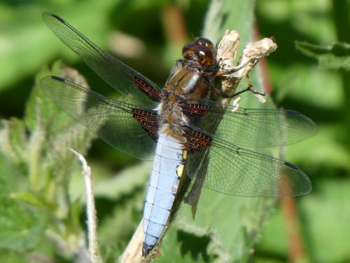 Réf. 358 850 : Libellula depressa
