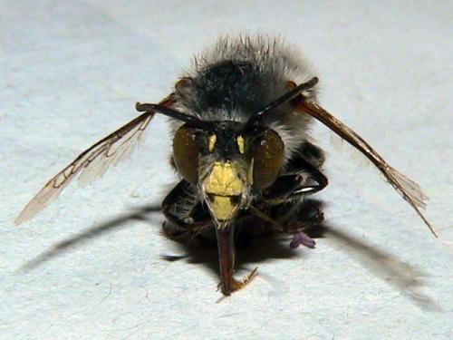 Réf. 358 276 : Anthophora crinipes