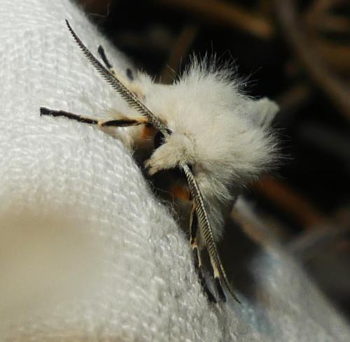 Spilosoma lubricipeda