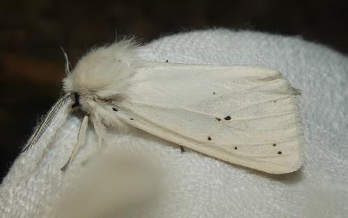 Spilosoma lubricipeda