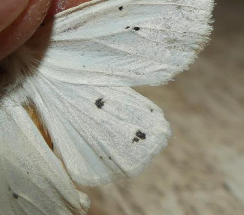 Spilosoma lubricipeda