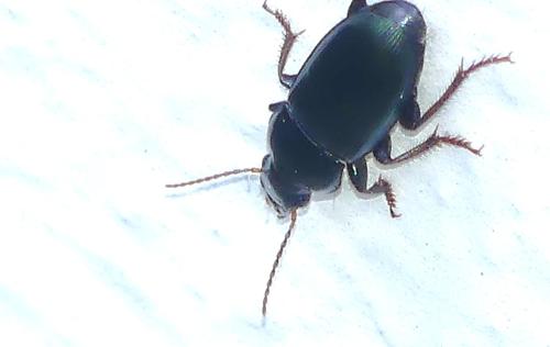 Harpalus sp.