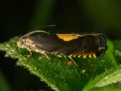 Pammene regiana