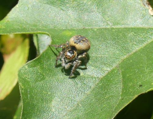 Carrhotus xanthogramma