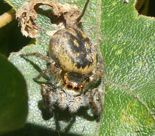 Carrhotus xanthogramma
