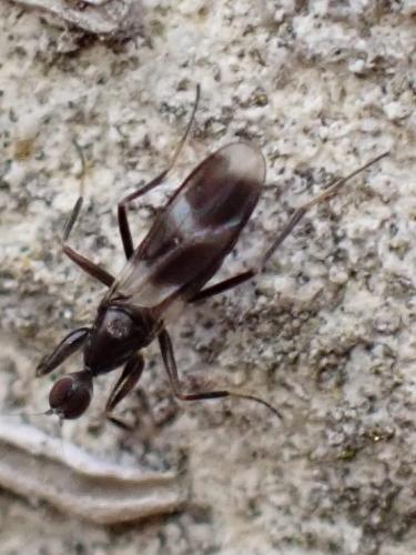 Tachydromia sp.