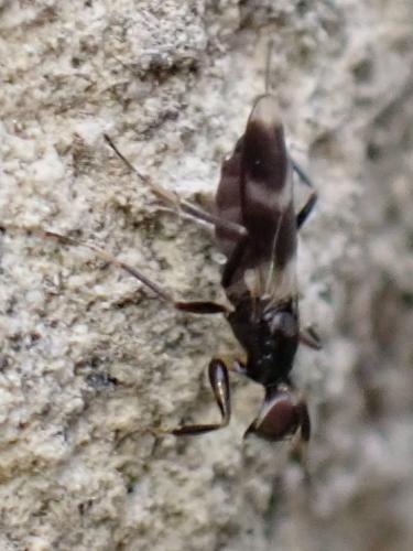 Réf. 358 062 : Tachydromia sp.