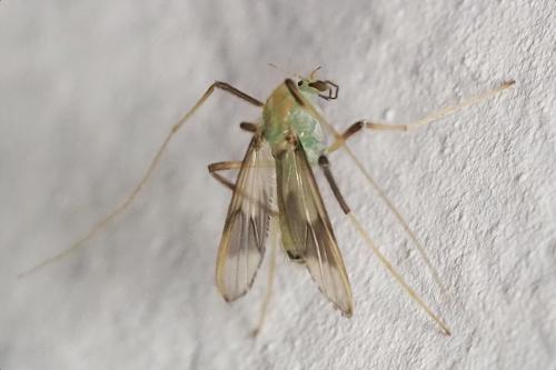 Stenochironomus gibbus
